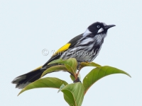 New Holland Honeyeater - Phylidonyris novaehollandiae 3177
