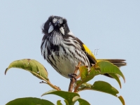 New Holland Honeyeater - Phylidonyris novaehollandiae 3203