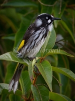 New Holland Honeyeater - Phylidonyris novaehollandiae 3208