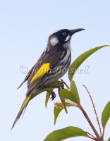 New Holland Honeyeater - Phylidonyris novaehollandiae 3562