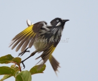 New Holland Honeyeater - Phylidonyris novaehollandiae 3580