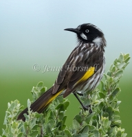 New Holland Honeyeater - Phylidonyris novaehollandiae 3279