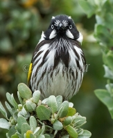 New Holland Honeyeater - Phylidonyris novaehollandiae 3286