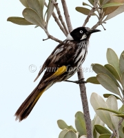 New Holland Honeyeater - Phylidonyris novaehollandiae 4776
