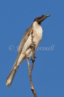 Noisy Friarbird - Philemon corniculatus 2290
