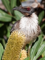 Noisy Friarbird - Philemon corniculatus 3152