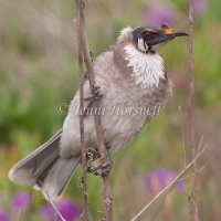 Noisy Friarbird - Philemon corniculatus 3352