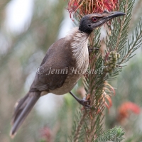 Noisy Friarbird - Philemon corniculatus3442