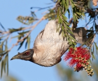 Noisy Friarbird - Philemon corniculatus 5220