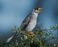 Noisy Miner - Manorina melanocephala 0672