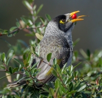 Noisy Miner - Manorina melanocephala 0760