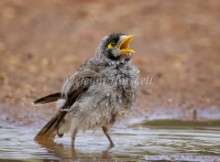 Noisy Miner - Manorina melanocephala 9473