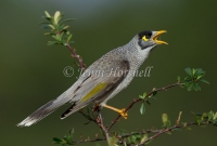 Noisy Miner - Manorina melanocephala 9692