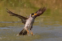 Noisy Miner - Manorina melanocephala 1145