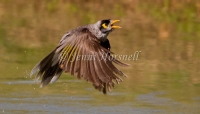 Noisy Miner - Manorina melanocephala 1148