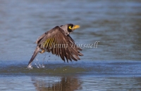 Noisy Miner - Manorina melanocephala 1495