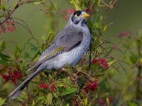 Noisy Miner - Manorina melanocephala 2131