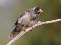 Noisy Miner - Manorina melanocephala 4624