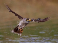 Noisy Miner - Manorina melanocephala 4643