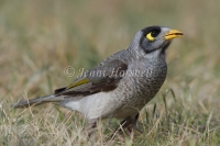 Noisy Miner - Manorina melanocephala 4847