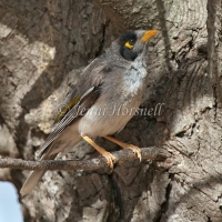 Noisy Miner - Manorina melanocephala 6218