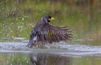 Noisy Miner - Manorina melanocephala 9590
