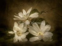 Aged Magnolias