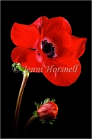 Anenomes