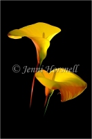 Arum Lilies_2