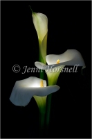 Arum Lilies_3