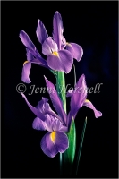 Dutch Iris