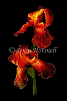 Electric Irises