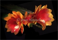 Epiphyllum