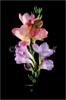 Freesias
