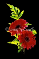 Gerberas