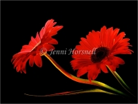 Gerberas 2