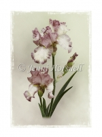 Irises