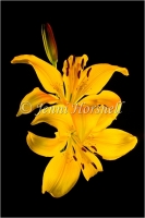 Lilies
