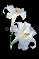 Lilies_2