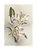 Liliums