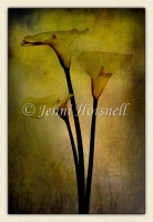 Lillies