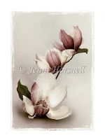 Magnolia