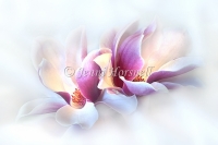 Magnolia Pair 1