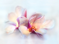 Magnolia Pair 2