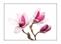 Magnolias 2