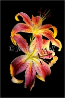 Oriental Lilies