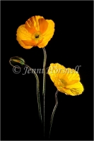 Poppies