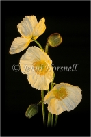 Poppies_2