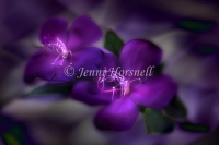 Purple Dreams