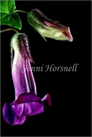Purple Trumpets
